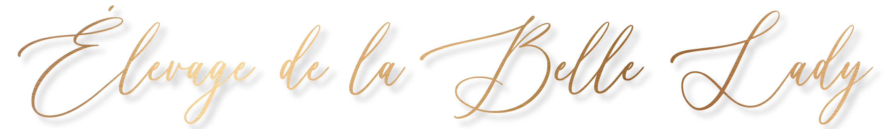 Élevage de la Belle Lady